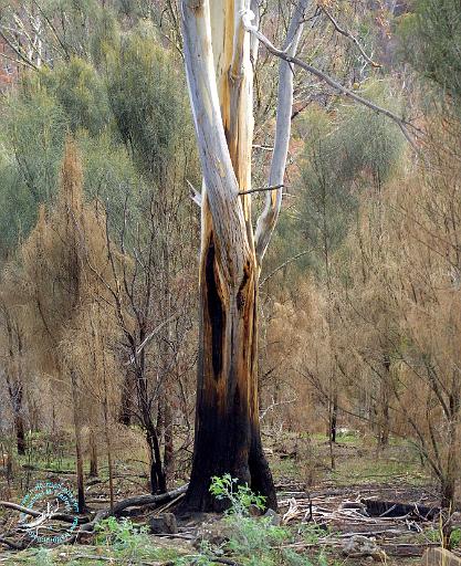 After the Bushfire 9K61D-17.JPG